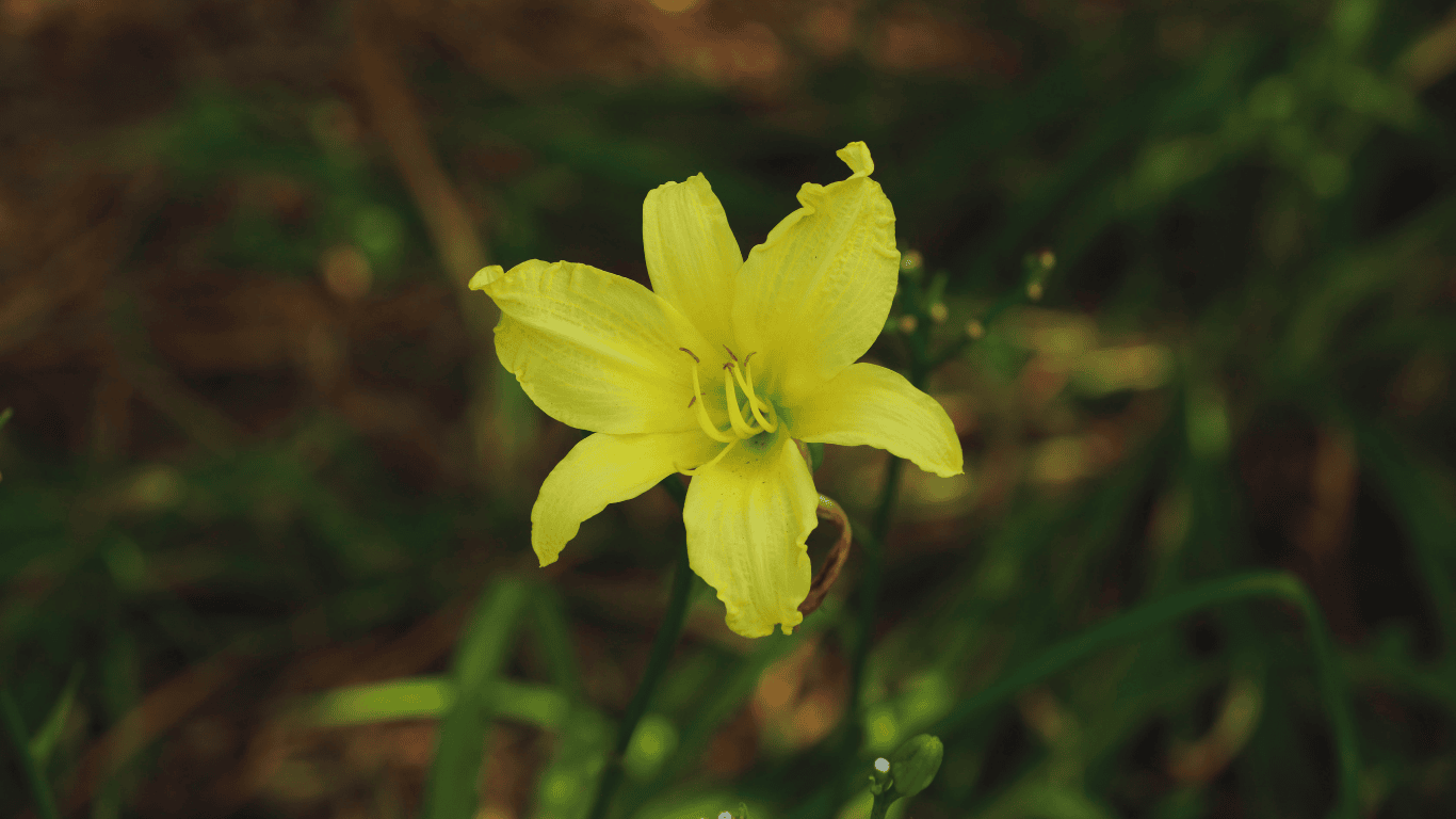 How to Fix Soft Spots in Asheville Bungalow Floors